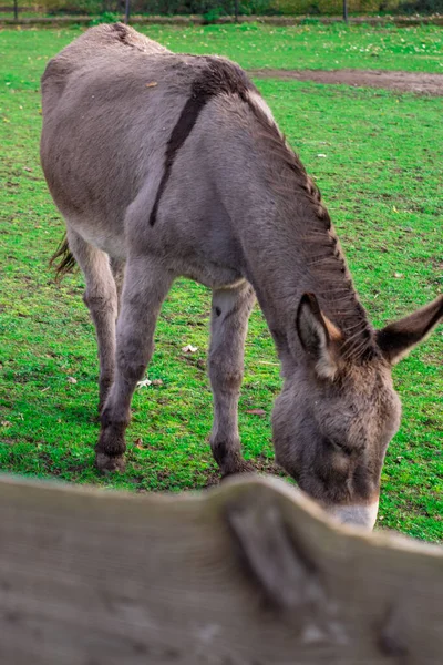 Donkey standing in Dutch petting zoo — Stock Photo, Image