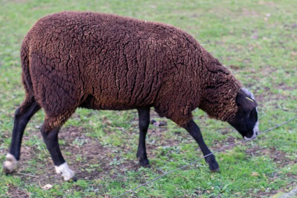 Holandské ovce jíst trávu — Stock fotografie