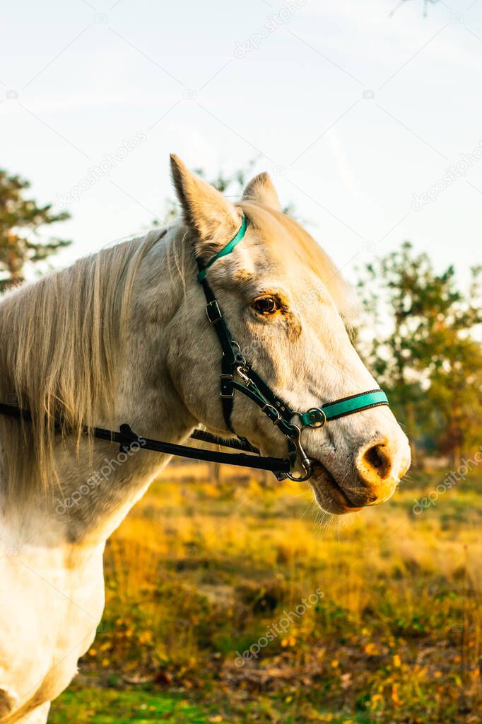 A Dutch Horse standing Haterse vennen