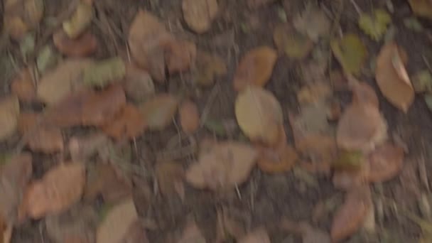 Scenic Footage Fallen Autumn Leaves Ground — ストック動画