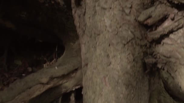 séquences scéniques de bel arbre pour le fond naturel 