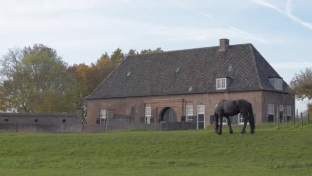 Imágenes Escénicas Hermoso Caballo Negro Pastando Prado Verde — Vídeos de Stock