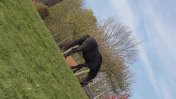 Scenic Footage Beautiful Black Horse Grazing Green Meadow — Stock Video
