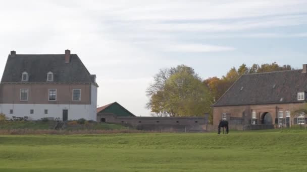 Séquences Scéniques Beau Cheval Noir Pâturage Sur Prairie Verte — Video