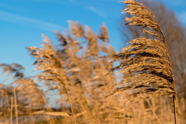 Gelderland 'da Ooijpolder adı verilen Hollanda polen arazisinde buğday