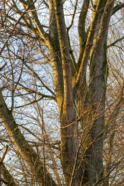 Ağaç ve dallar sahne arkası fotoğrafı