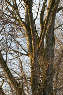 Ağaç ve dallar sahne arkası fotoğrafı