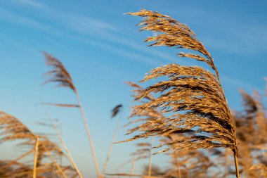 Gelderland 'da Ooijpolder adı verilen Hollanda polen arazisinde buğday