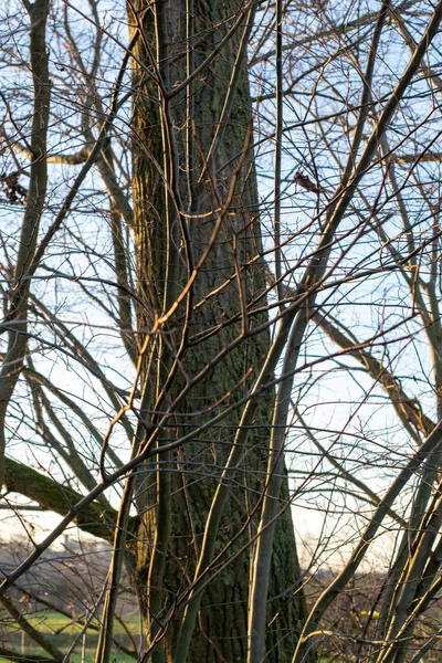 Tree Branches Scene Background Photograph — ストック写真
