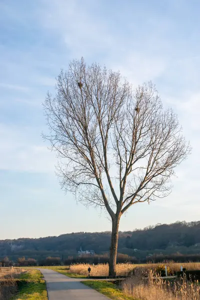 Baum Ende Der Straße Einer Holländischen Polderlandschaft Winter Ooijpolder Fotografiert — Stockfoto