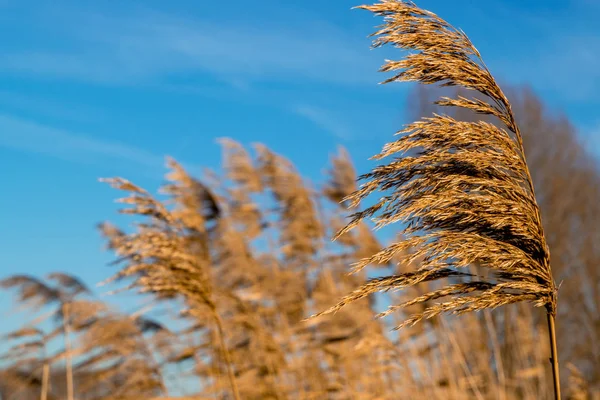 Gelderland 'da Ooijpolder adı verilen Hollanda polen arazisinde buğday
