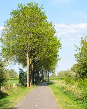 Bir sıra ağacın olduğu tipik bir Hollanda sahnesinde bisiklet yolu.