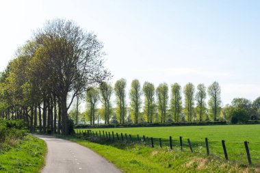 Bir sıra ağacın olduğu tipik bir Hollanda sahnesinde bisiklet yolu.