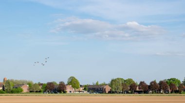 Hollanda 'nın Gelderland kentindeki tipik Hollanda evlerinin önünde bir Hollanda çayırı