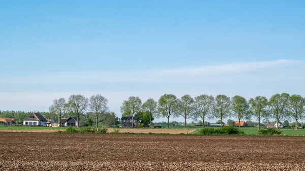 งหญ าแถวของต นไม และบ านในภ โพลเดอร Oijpolder Gelderland ประเทศเนเธอร แลนด — ภาพถ่ายสต็อก