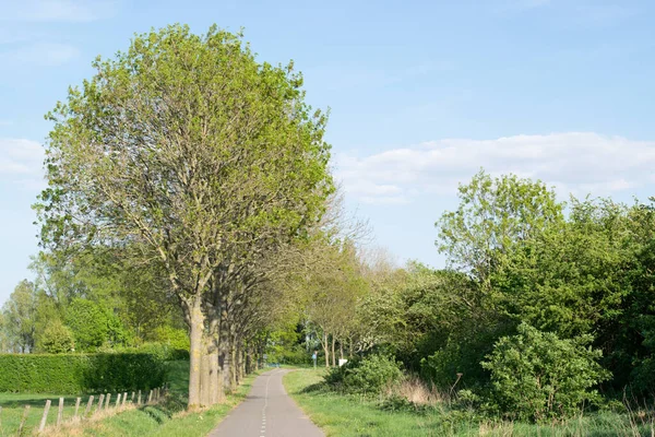 典型的なオランダの自然シーンの自転車道で 並木があります — ストック写真