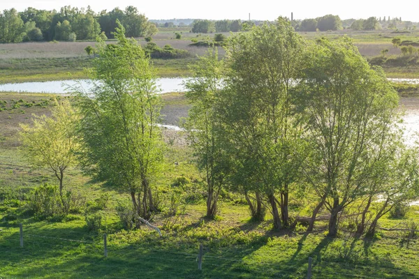 Bäume Einem Holländischen Poldergebiet Gelderland — Stockfoto