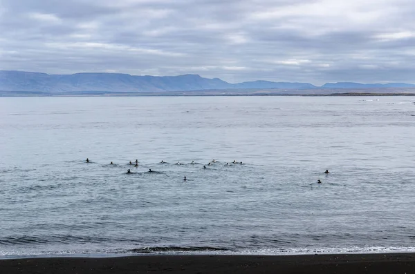 Islândia, Costa Noroeste, Huna Fjord, Black Sand Beach View, dia de outono nublado, bando de pássaros flutuando na água — Fotografia de Stock