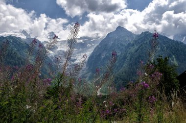 Chamonix 'den La Jonction des Bossons' a yürüyüş. Mont Blanc Massif, Fransız Alpleri, Chamonix, Bosson Buzulu, Fransa, Avrupa.
