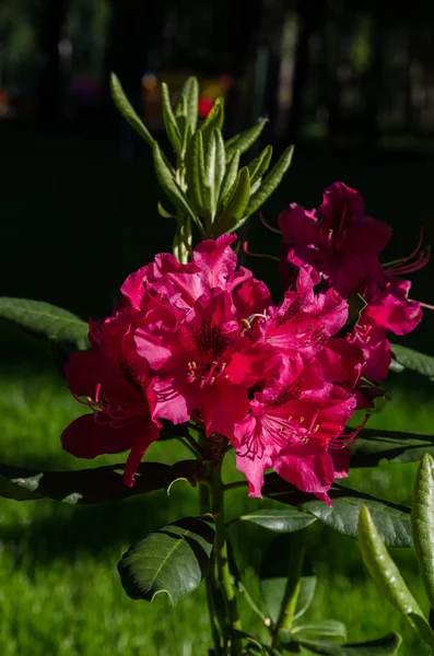 Kwitnący rododendron w parku lub ogrodzie jako specyficzny styl życia — Zdjęcie stockowe