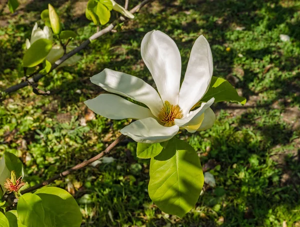 Kwitnące drzewo magnolii, świąteczny nastrój, odpowiednie na dzień matki i ślub — Zdjęcie stockowe