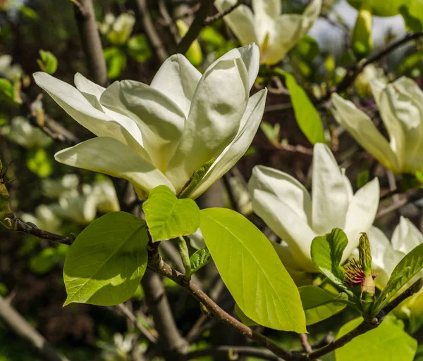 Kwitnące drzewo magnolii, świąteczny nastrój, odpowiednie na dzień matki i ślub — Zdjęcie stockowe