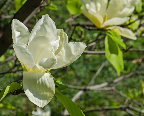 Árvore de magnólia floração, humor festivo, adequado para o dia das mães e casamento — Fotografia de Stock