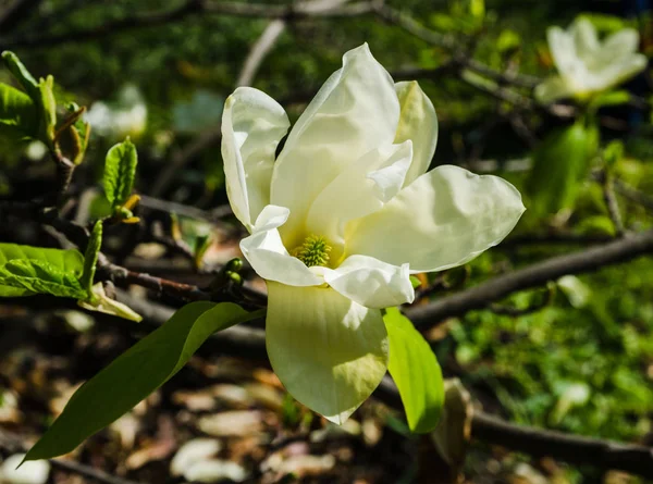 Kwitnące drzewo magnolii, świąteczny nastrój, odpowiednie na dzień matki i ślub — Zdjęcie stockowe