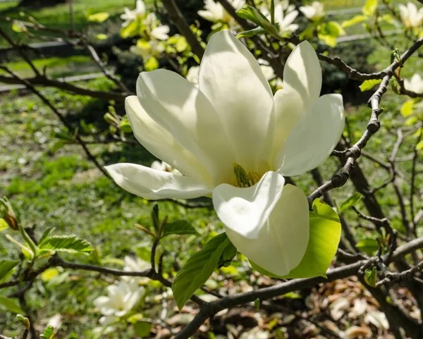 Kwitnące drzewo magnolii, świąteczny nastrój, odpowiednie na dzień matki i ślub — Zdjęcie stockowe