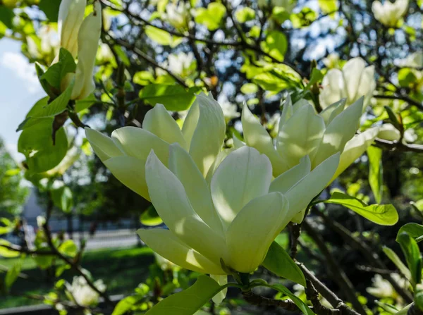 Kwitnące drzewo magnolii, świąteczny nastrój, odpowiednie na dzień matki i ślub — Zdjęcie stockowe