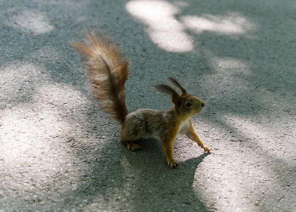 Écureuil roux fait à la main dans le parc sur un chemin éclairé par le soleil et une ombre des arbres — Photo