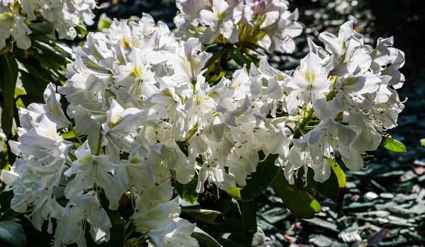 Fiori di rododendro bianco simili a una sposa fioriscono in primavera in un parco in Ucraina — Foto Stock