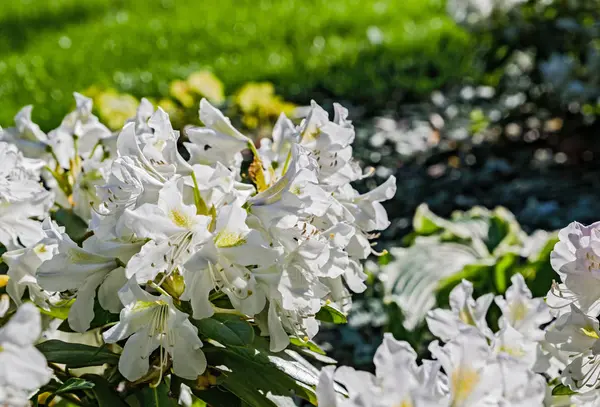 Biały rododendron kwiaty podobne do panny młodej kwitną wiosną w parku na Ukrainie — Zdjęcie stockowe