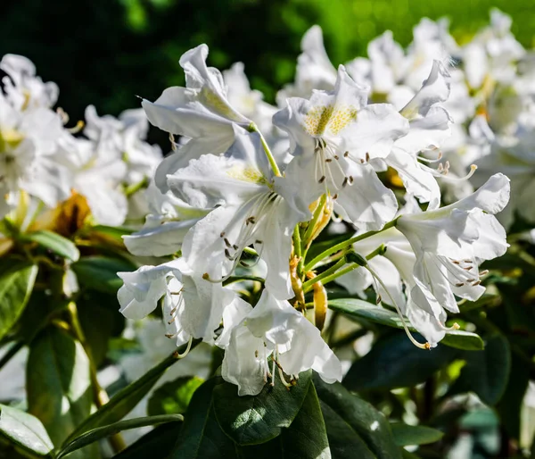 Flores de rododendro branco semelhante a uma flor de noiva na primavera em um parque na Ucrânia — Fotografia de Stock