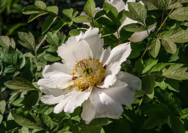 Beyaz bir şakayığın çiçeği, yakın plan, şaşırtıcı derecede güzel, neşeli bir hava yaratır.