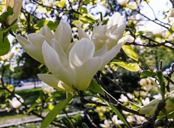 Białe kwitnące drzewo magnolii, świąteczny nastrój, odpowiednie na dzień matki i ślub — Zdjęcie stockowe