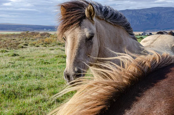 Portrait of Icelandic horses with long mane and forelock in the fall — Stok fotoğraf
