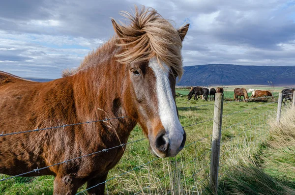 Portrait of Icelandic horses with long mane and forelock in the fall — Stock Photo, Image