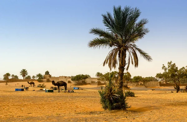 Arena Desierto Establece Contaminación Sahara Morocco Día Primavera — Foto de Stock