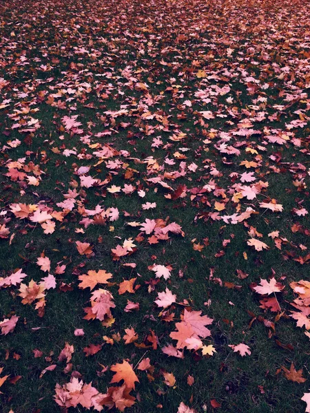 美丽的秋天落叶在草地上铺了一块地毯，衬托着美丽的背景 — 图库照片