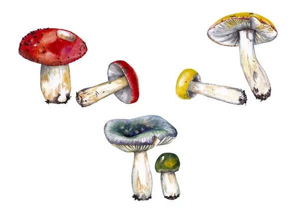 Set Realistic Different Colours Forest Mushrooms Pairs Russula Watercolor Hand — ストック写真