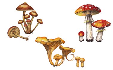 Farklı gerçekçi orman mantarları gruplar halinde. Amanita, bal aromalı, chanterelle. Suluboya elle boyanmış elementler beyaz arkaplanda izole edilmiş.