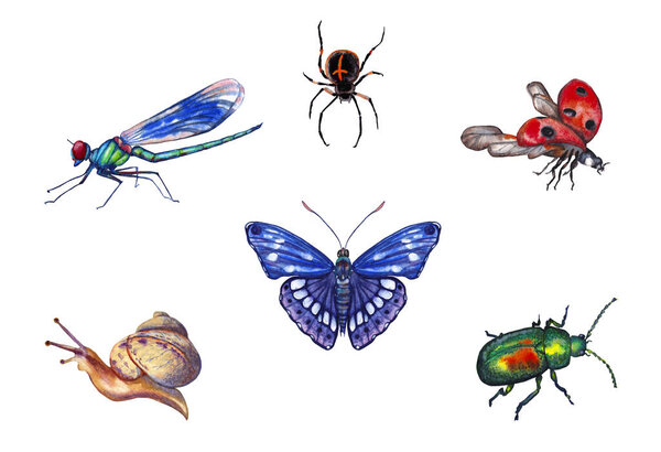 Set of various realistic field, marsh and forest insects. Spider, dragonfly, butterfly, ladybug, snail, beetle. Watercolor hand painted elements isolated on white background.