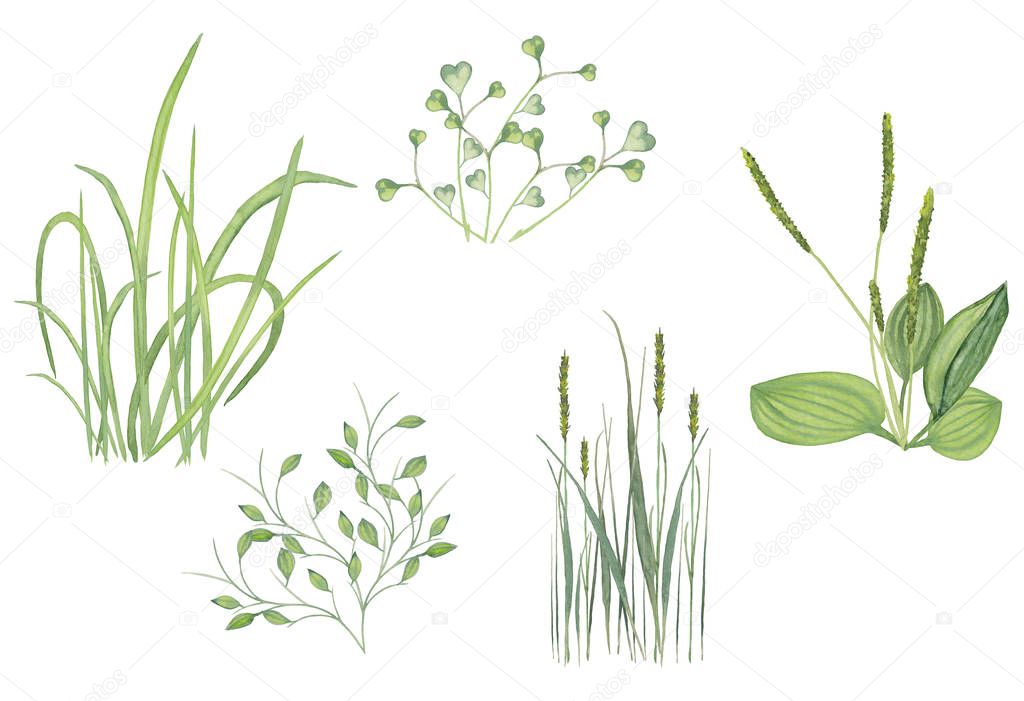 Various wild summer grasses. Set of field, marsh and forest herbage. Watercolor hand painted elements isolated on white background.