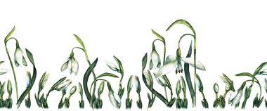 Gerçekçi bahar kardelen çiçekleri ve tomurcuklarının kusursuz sınırı. Tomurcuklanan ve filizlenen orman çiçekleri. Suluboya elle boyanmış elementler beyaz arkaplanda izole edilmiş.