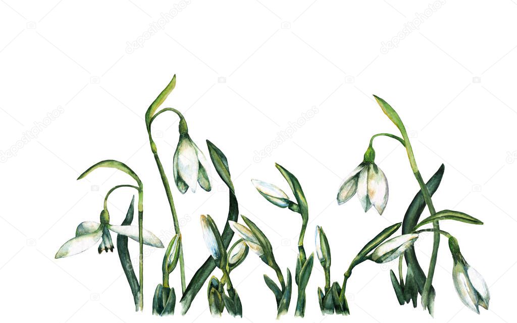 Picture of realistic spring snowdrop flowers and buds. Composition of blossoming and germinating forest primroses. Watercolor hand painted elements isolated on white background.