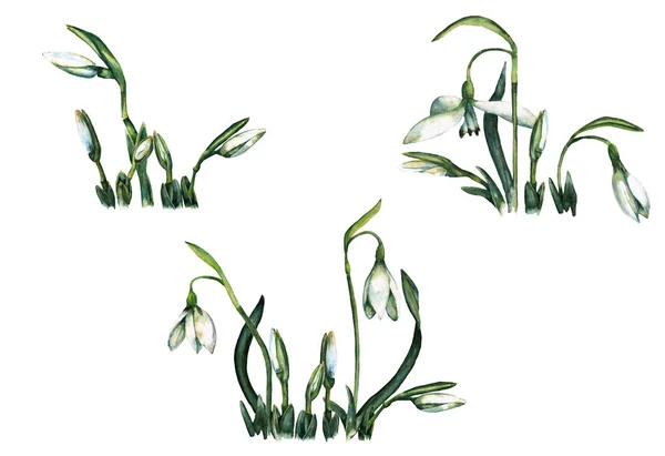 Bukiety Realistycznych Wiosennych Kwiatów Pąków Śniegu Pozycji Gruntowej Kwitnące Kiełkujące — Zdjęcie stockowe