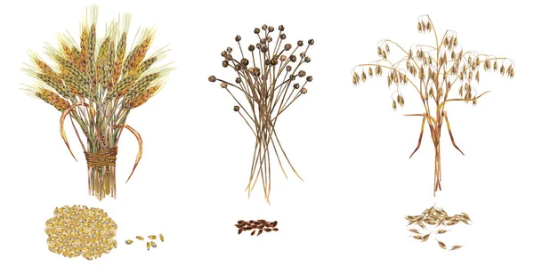 Τρία Είδη Καλλιεργούμενων Δημητριακών Σετ Από Μίσχους Και Σπόρους Σιταριού — Φωτογραφία Αρχείου