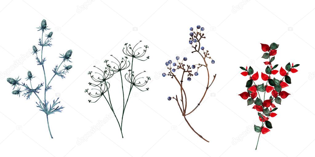 Various wild dry herbs and branches. Set of field, marsh, forest herbage and undergrowth. Watercolor hand painted elements isolated on white background.