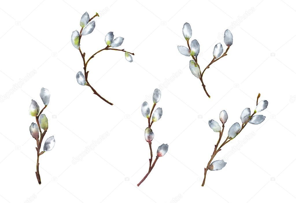 Set of realistic isolated willow branches in spring time blooming. Easter symbol. Watercolor hand painted elements isolated on white background.